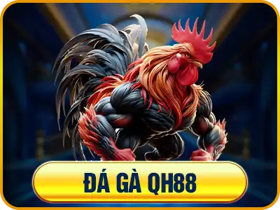 Đá gà qh88